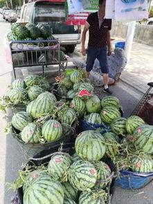 周口鹿邑吃瓜爆料事件,揭秘背后真相与网络舆论风暴