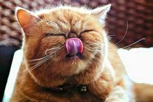 娱乐吃瓜猫的作品,揭秘娱乐圈那些不为人知的幕后故事