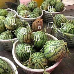 吃瓜娱乐去哪里了